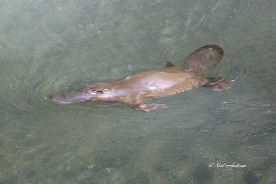 A platypus swimming in clear shallow creek water