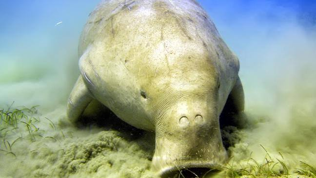 A dugong grazing on seagrass meadow in shallow coastal water