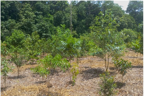 Young native trees growing across a restored patch of forest